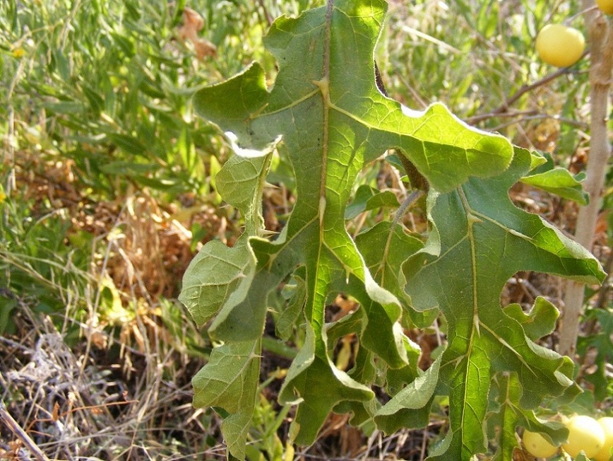 Solanum linneanum
